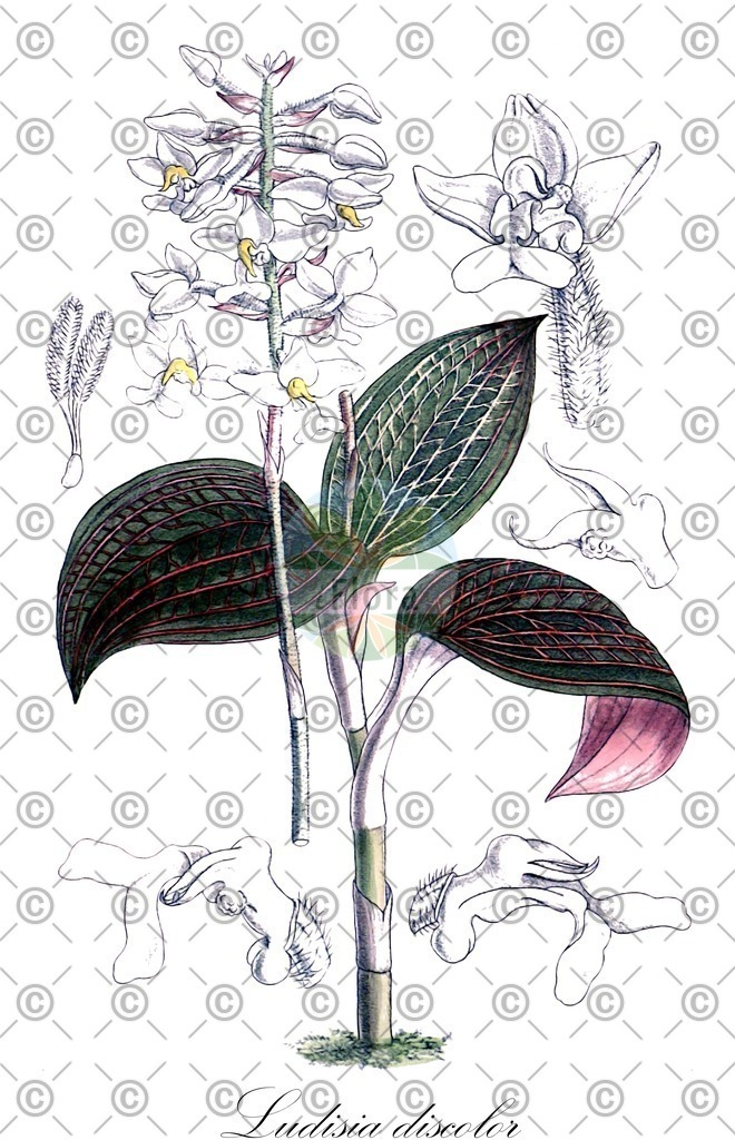 HistAbb_3517_1_FLORAD_SIMPLE | Historische Abbildung von Ludisia discolor - Orchidaceae | Historical Illustration of Ludisia discolor - Orchidaceae