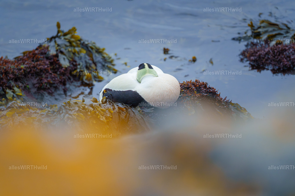 allesWIRTHwild.de - 7IV02459-Verbessert-RR | Entdecke die faszinierende Welt der Natur- und Wildlife-Fotografie von Daniel und Bärbel. Inspirierende Bilder von wilden Tieren und kleinen Naturwundern.