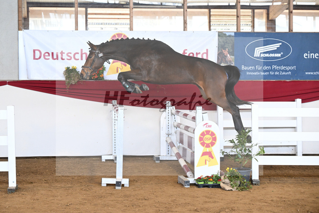 Kat-Nr. 29 Ari Z v. Adzaro de L Abbaye B_Friz_16250715 | hf-fotografie - Realizzato con Pictrs.com