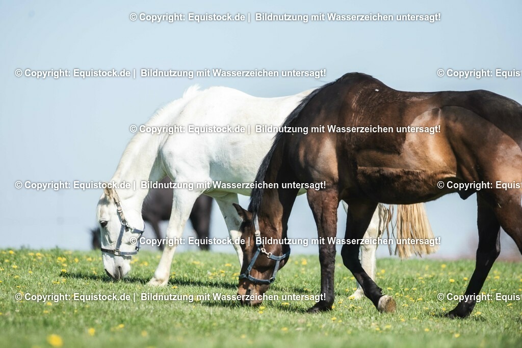 20210426_Pferd-auf-Koppel_0058 | equistock