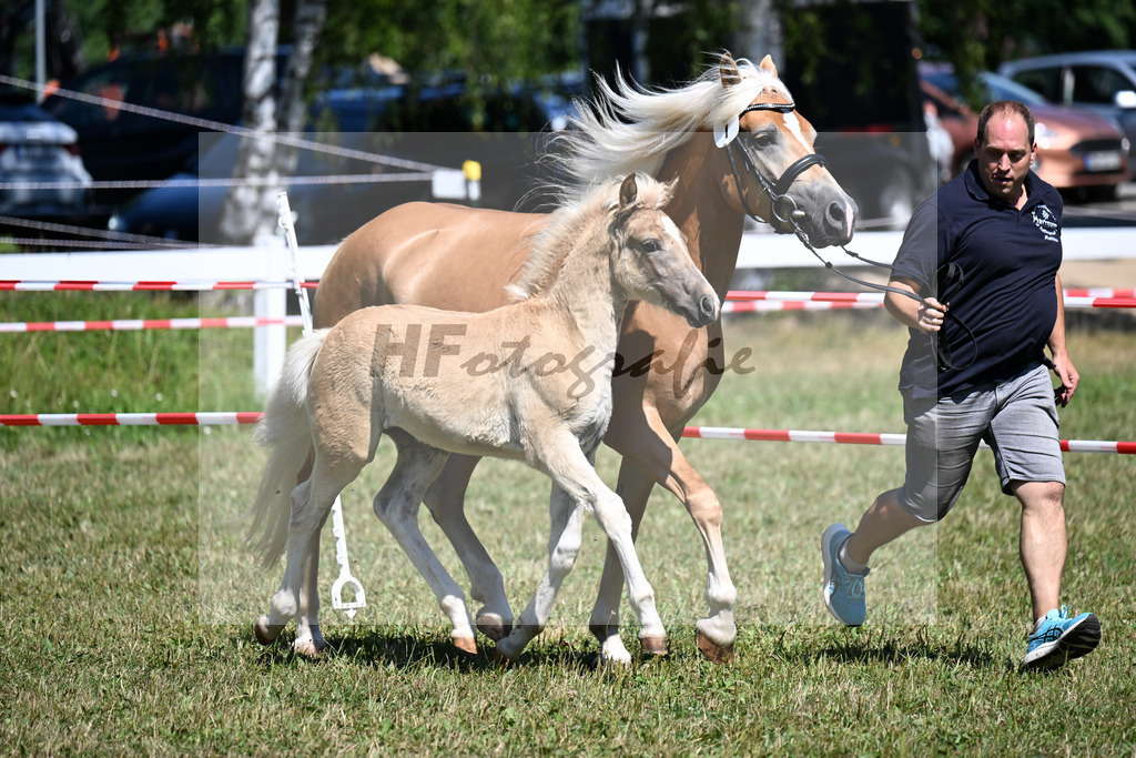 Kat-Nr. 7 SF v. Samir x Wyno_Scherr_22250157 | hf-fotografie - Realizzato con Pictrs.com