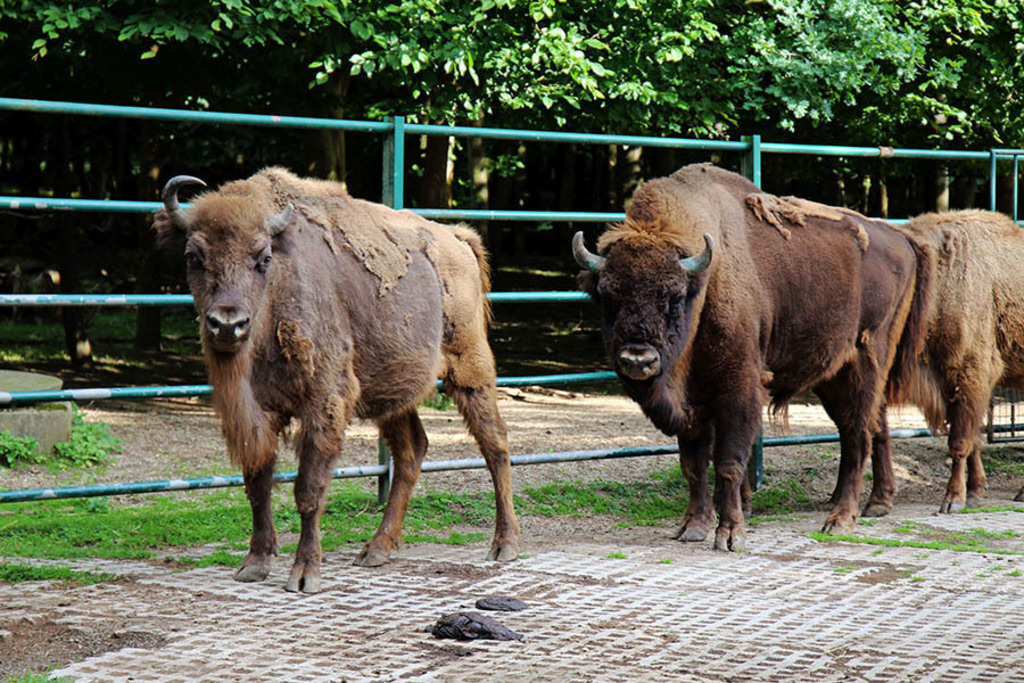 Foto: Leipzig - Wildpark Leipzig | Das Team hinter BILDLEXIKON LEIPZIG bündelt historische wie aktuelle Informationen über die Stadt Leipzig in Text und Bild auf einer Plattform und stellt diese der interessierten Öffentlichkeit zur Verfügung.