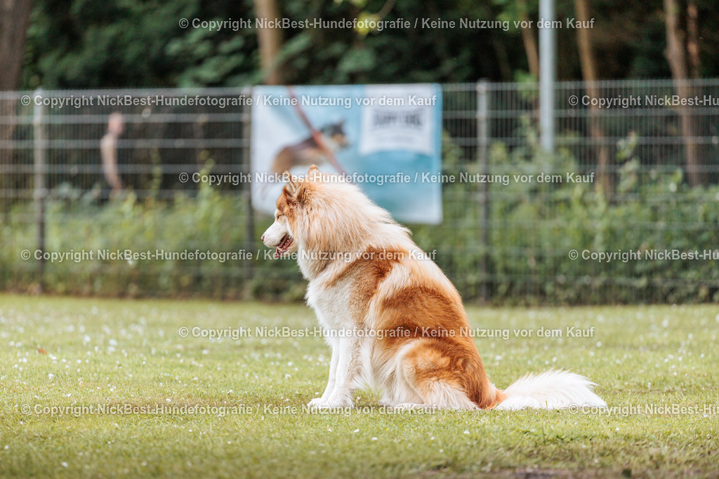 RO-Blumenthal-2026-Nickbest-Hundefotografie-2108 | Dein Hund! Dein Moment! Deine Erinnerungen! Hundefotografie in Bremen Blumenthal. Ich fange die besonderen Momente deines Vierbeiners ein – ob Indoor mit Blitzanlage oder in der freien Natur. Sicher dir dein Moment und dein Termin für eure Erinnerungen.