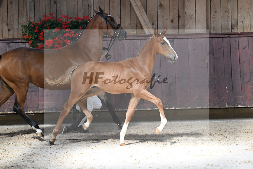 Kat-Nr. 2 Nixon v h Meulenhof x Don VHP Z_HF_Baertschi_25250290 | hf-fotografie - Realizzato con Pictrs.com