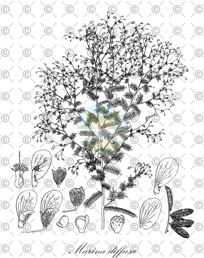 HistAbb_wfo-0001297141_1_ENZY_Simple | Historische Abbildung von Marina diffusa - Fabaceae | Historical Illustration of Marina diffusa - Fabaceae