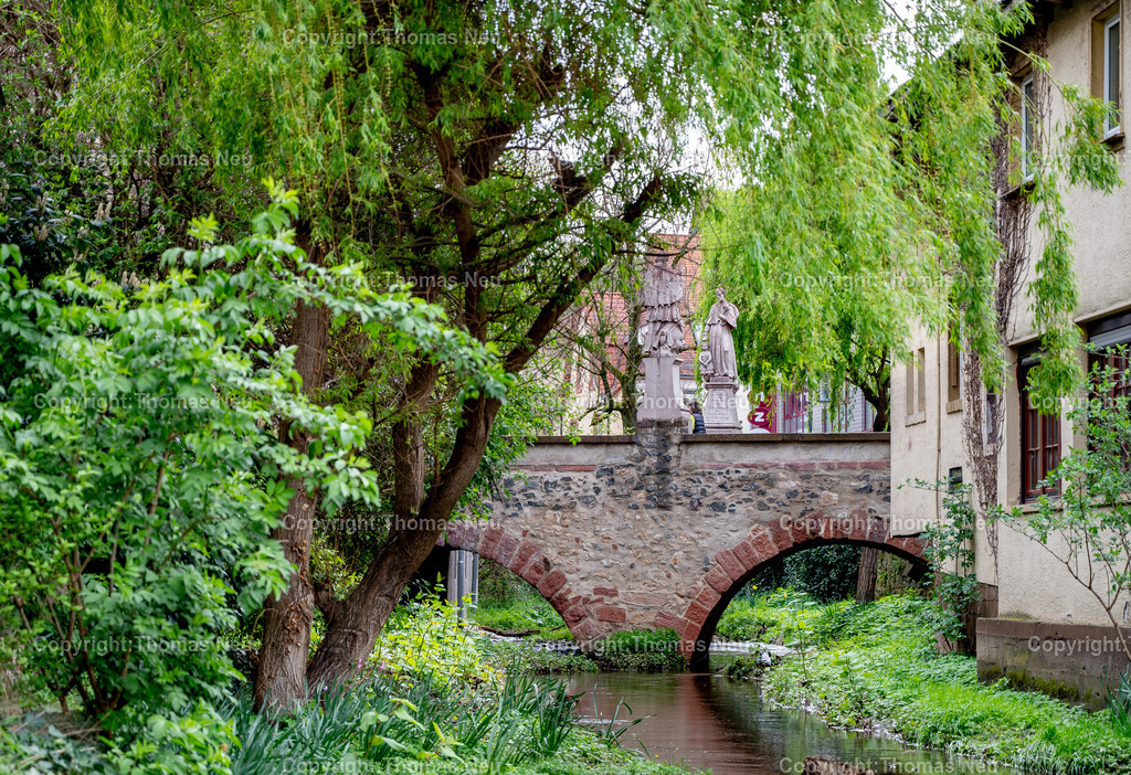 DSC_3302 | frisches Grün, der Frühling in der Innnenstadt, Mittelbrücke, Bensheim, ,, Bild: Thomas Neu