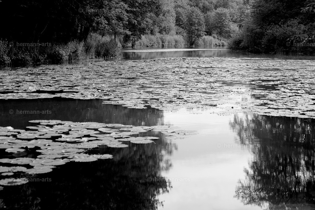 Bagno_09_07_24_DPP-54a | Photo Foto Kunst Art schwarzweiss Bilder Rheine Münster Berlin Blumen 