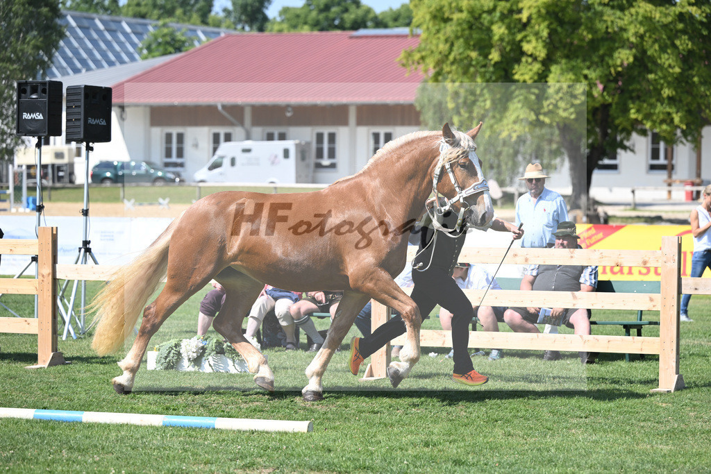 Kat-Nr. 21 Iluna_Steffl_20230323 | hf-fotografie - Realisiert mit Pictrs.com