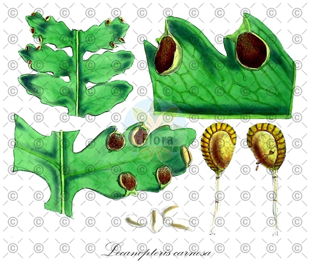 HistAbb_EMP_108985_1_SIMPLE | Historische Abbildung von Lecanopteris carnosa - Polypodiaceae | Historical Illustration of Lecanopteris carnosa - Polypodiaceae