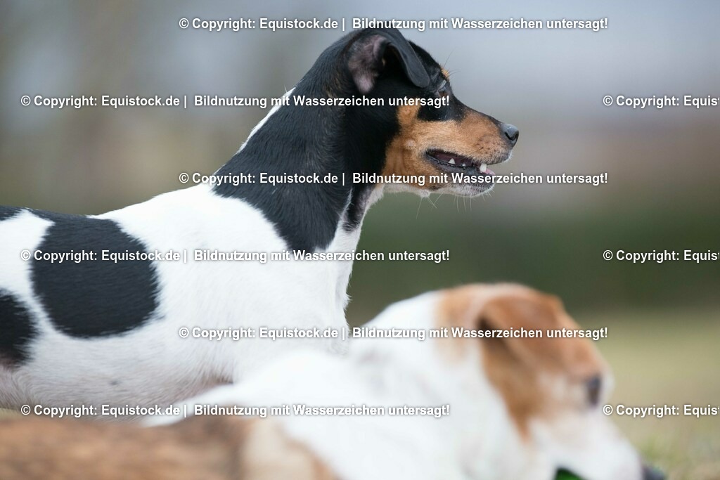20160128_Hund_0003 | equistock