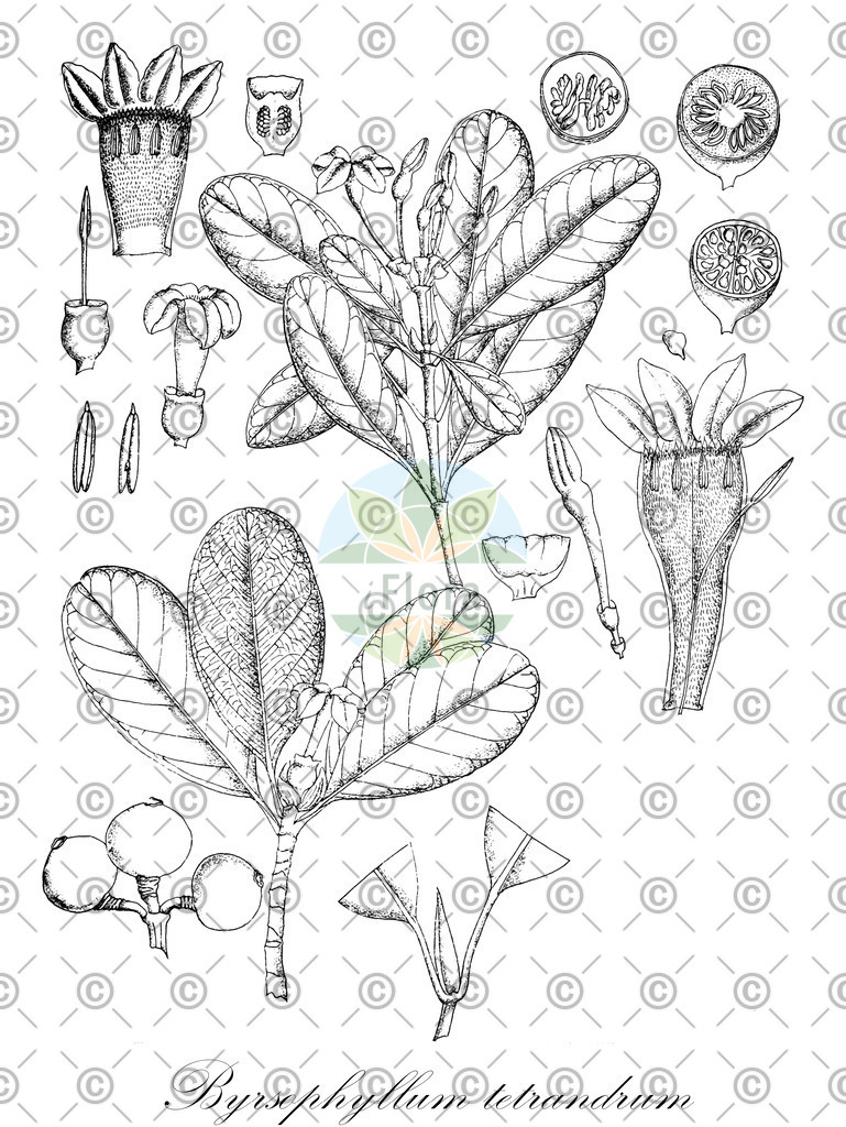 HistAbb_wfo-0000702228_1_ENZY_Simple | Historische Abbildung von Byrsophyllum tetrandrum - Rubiaceae | Historical Illustration of Byrsophyllum tetrandrum - Rubiaceae