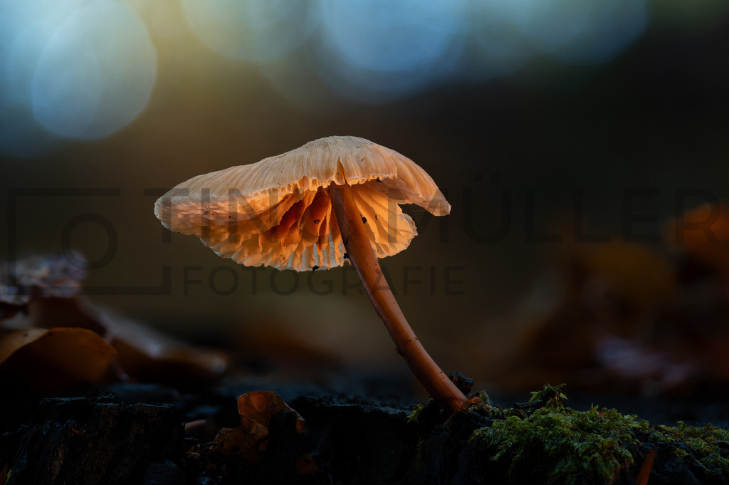 2025-10-26 17-20-49 (B_R8_S4) | Tinu Müller Fotografie- Bildershop - Realisiert mit Pictrs.com