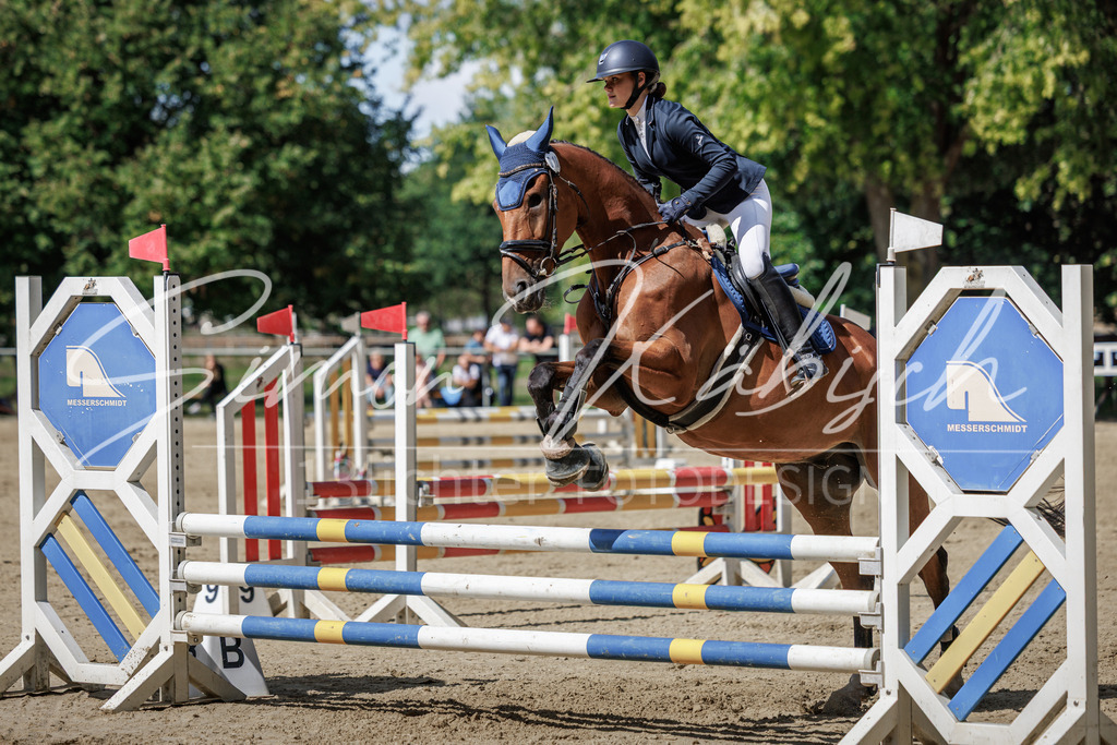 20260905-_3LI8637 | Tierfotografie Pferde, Hunde, Katzen, Haustiere.
Turnierfotografie Reitturniere, Reiten, Springreiten, Dressur in Hanau, dem Main-Kinzig-Kreis und dem Rhein-Main- Gebiet um Frankfurt