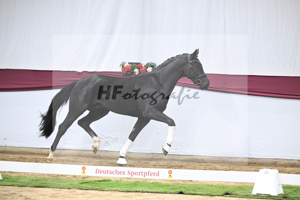 Kat-Nr. 55 Dream Royal x Fleury_Martina Breitner-Roetzer_47252063 | hf-fotografie - Realisiert mit Pictrs.com