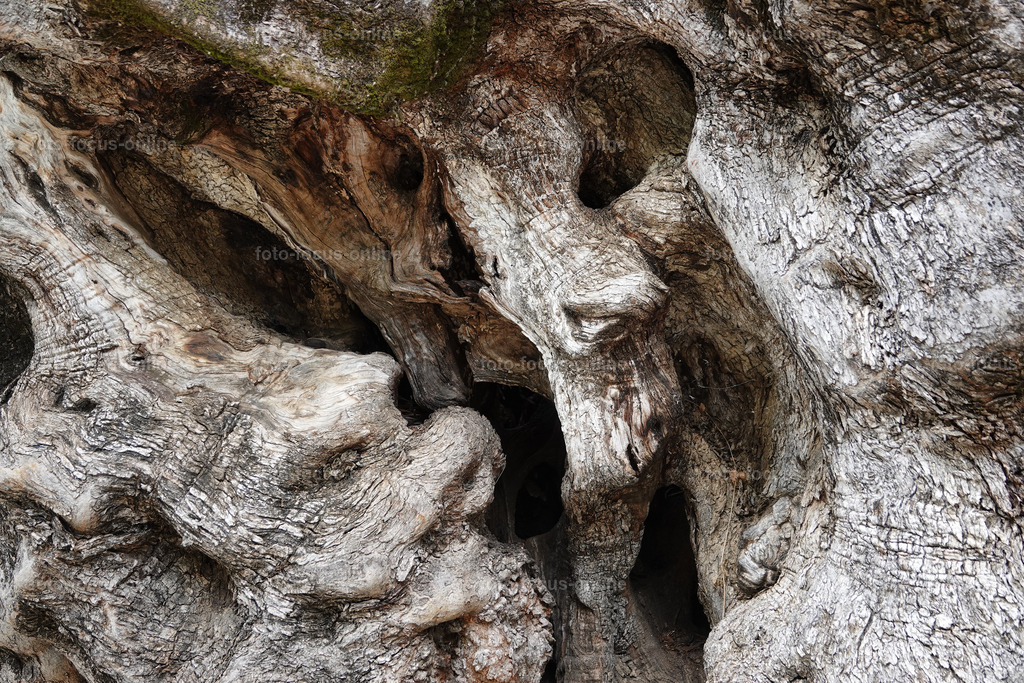 ugly trees | foto-focus-online