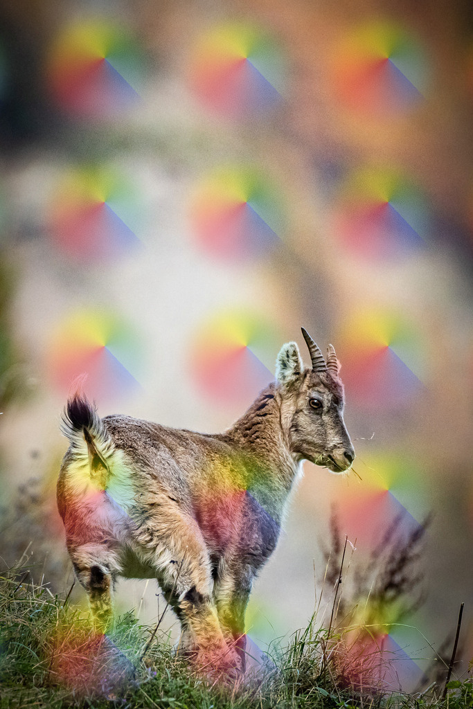 1M5A4667 | FineArtPrint, Hahnemühle, FeeGalerie, Fee Galerie, Fotokunst, Fotografie, Canonphotography, Bergfoto, Matterhorn, Rimpfischhorn, Allalinhorn, Saas-Fee, Wallis, Valais, Switzerland, Bergfotografie