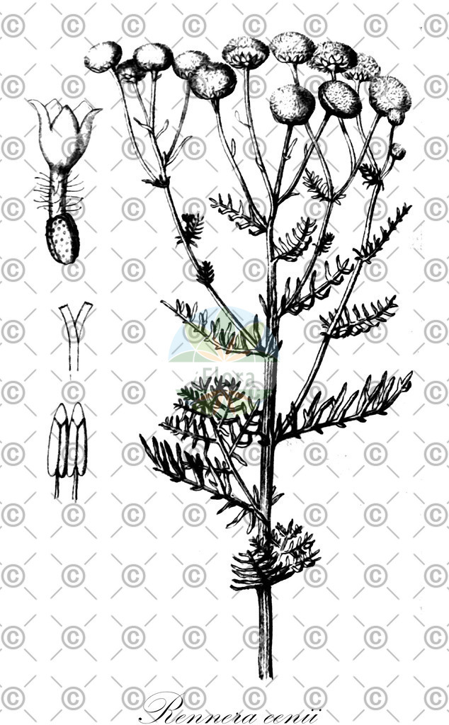 HistAbb_EMP_27977_SRC_Schlechtendal_FLORAD_SIMPLE | Historische Abbildung von Rennera eenii - Asteraceae | Historical Illustration of Rennera eenii - Asteraceae