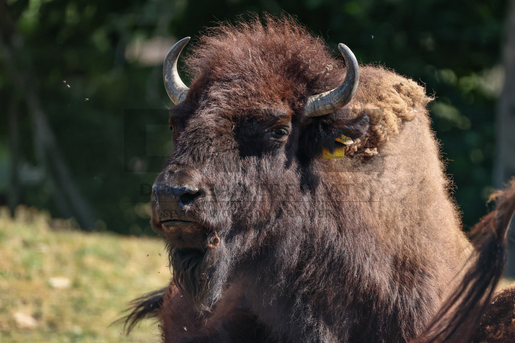 Bisons at Tierpark Herberstein // Bisons im Tierpark Herberstein | Bisons at Tierpark Herberstein in Styria, Austria. The scene shows the powerful animals in their enclosure and highlights their impressive appearance, calm presence and natural behavior in the zoo environment. // Bisons im Tierpark Herberstein in der Steiermark, Österreich. Die Szene zeigt die kraftvollen Tiere in ihrem Gehege und hebt ihr eindrucksvolles Erscheinungsbild, ihre ruhige Präsenz und ihr natürliches Verhalten im Tierpark hervor. - Realisiert mit Pictrs.com