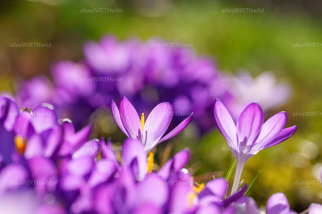 Versteckt | Entdecke die faszinierende Welt der Natur- und Wildlife-Fotografie von Daniel und Bärbel. Inspirierende Bilder von wilden Tieren und kleinen Naturwundern.