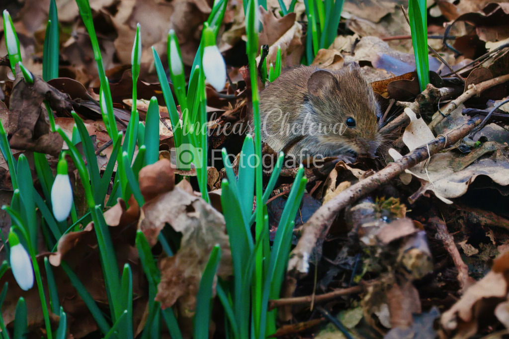 DSC03018 | Der Onlineshop für malerische Fotografien aus dem Landkreis Vechta✅ Premium Druck auf Leinwand✅ Acryl✅ oder Alu-Dibond✅➤Jetzt Bestellen! - Realisiert mit Pictrs.com
