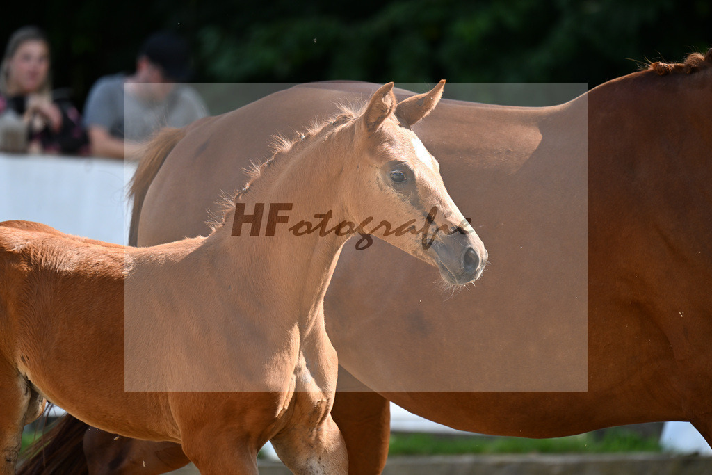 Kat-Nr. 50 Va Bene x Filou_SF_Kopp_29251437 | hf-fotografie - Realisiert mit Pictrs.com