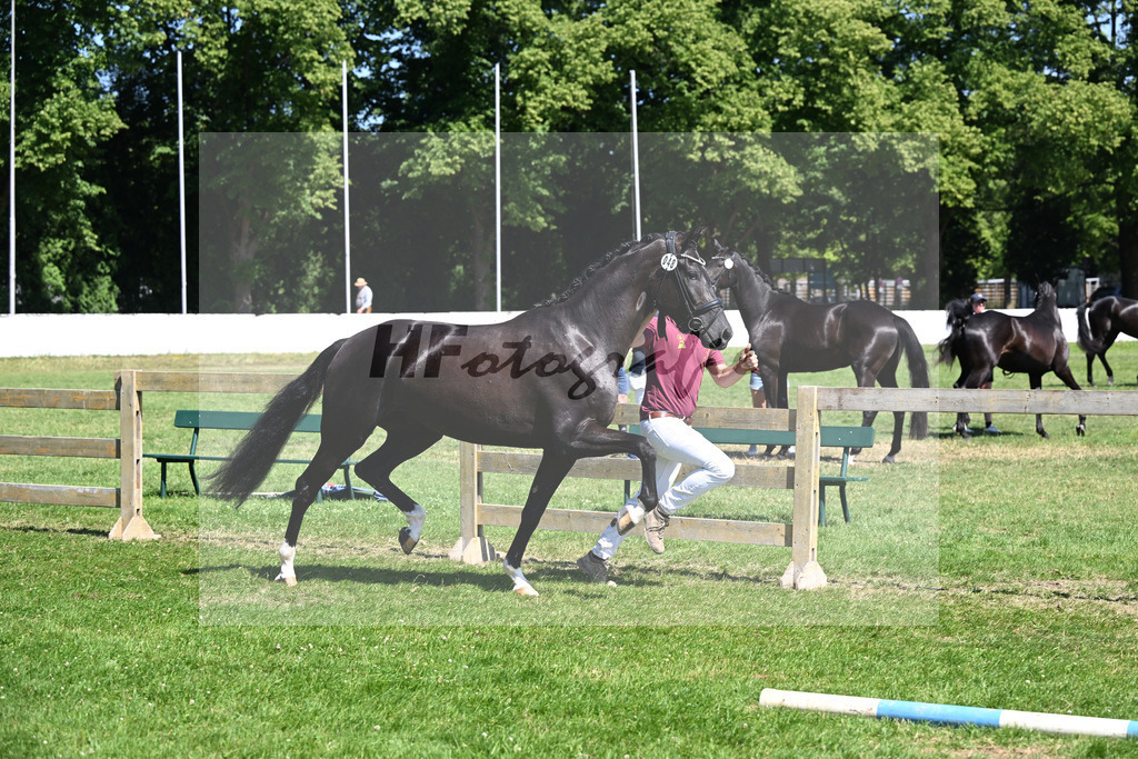 Kat-Nr. 48 Emilie Grazie v. Sezuans Donnerhall_Schorer_19250960 | hf-fotografie - Realizzato con Pictrs.com