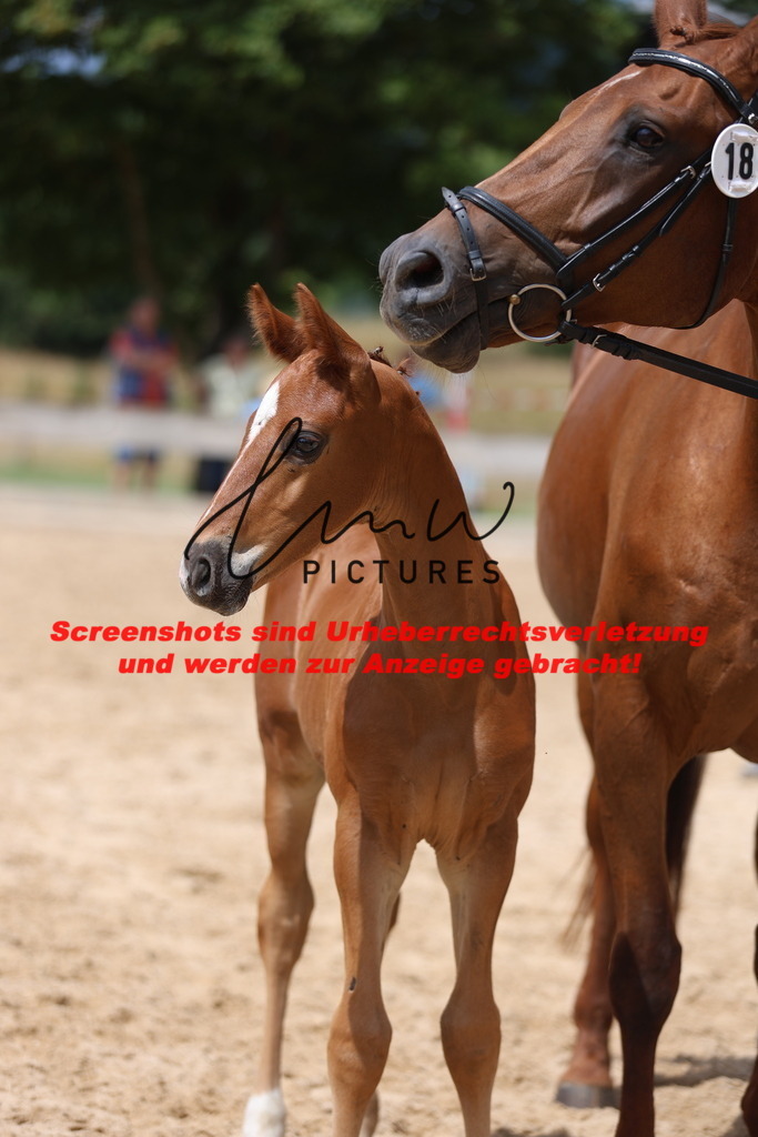 Fohlenschau_Schwäbisch_Hall_dressurbetonte_Fohlen_KN 18_7 | lmwpictures - Realisiert mit Pictrs.com