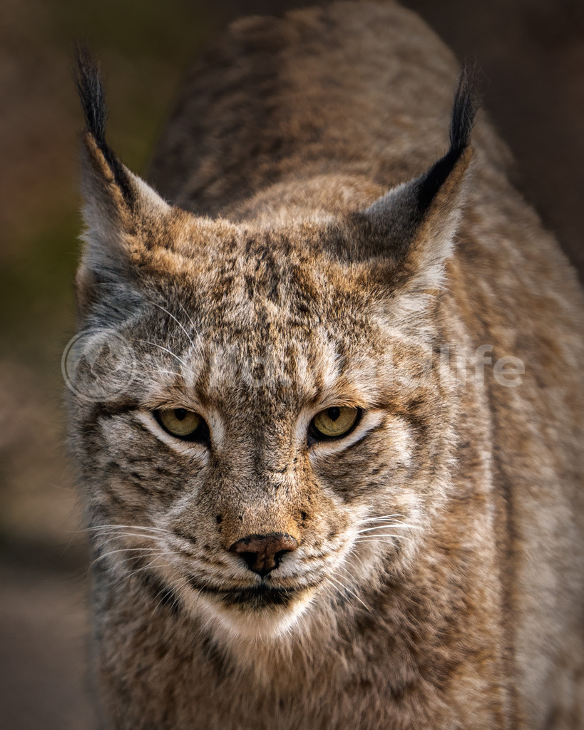 Neugieriger Luchs | Portrait eines Luchses - Realisiert mit Pictrs.com