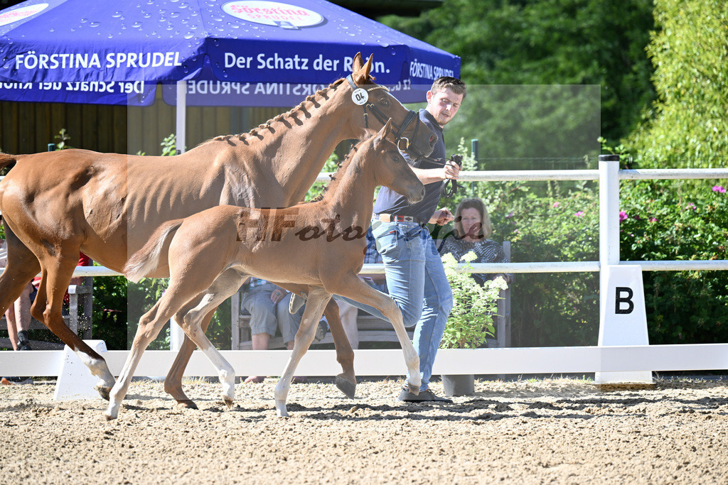 Kat-Nr. 4 Extreme U.S. x Lauries Crusador_SF_Christofori_20250280 | hf-fotografie - Realisiert mit Pictrs.com