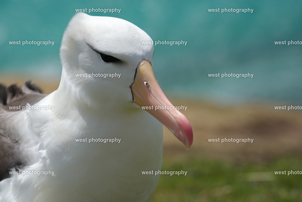 Albatross 1 SND - FLK 2014 | west photography - Realisiert mit Pictrs.com