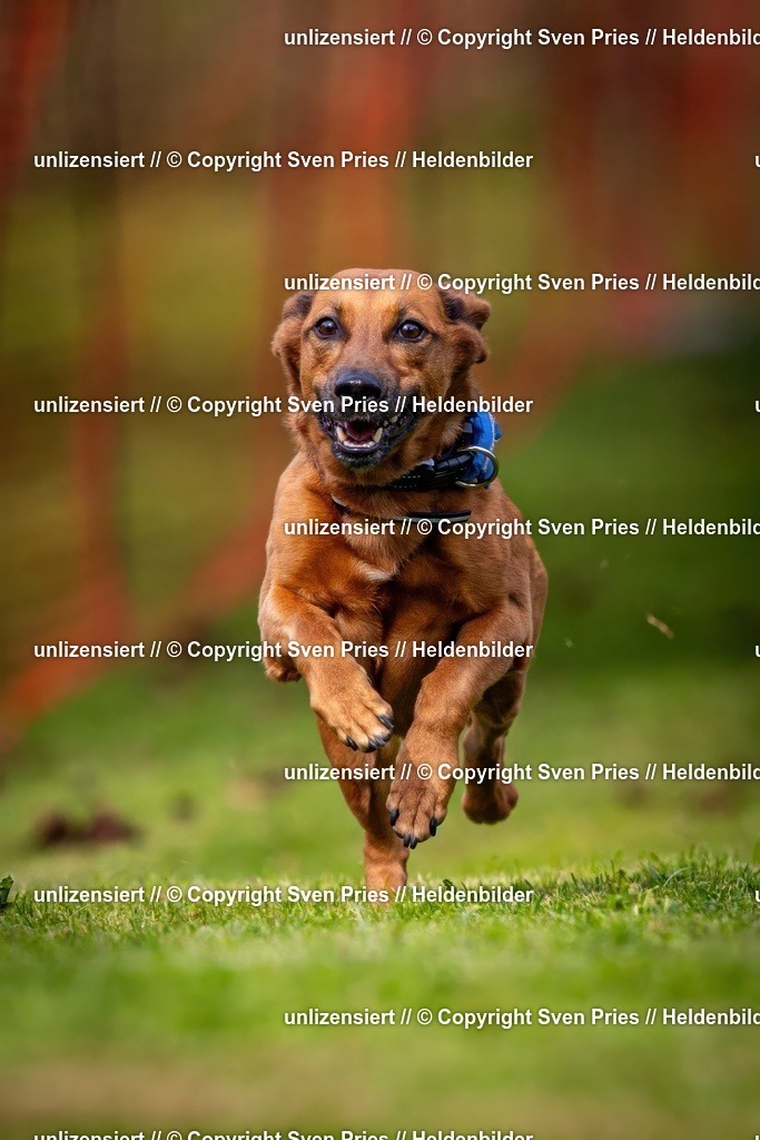 Sven Pries | 2024-09-22 - Hunderennen Baden-BadenPudelverein - Realisiert mit Pictrs.com