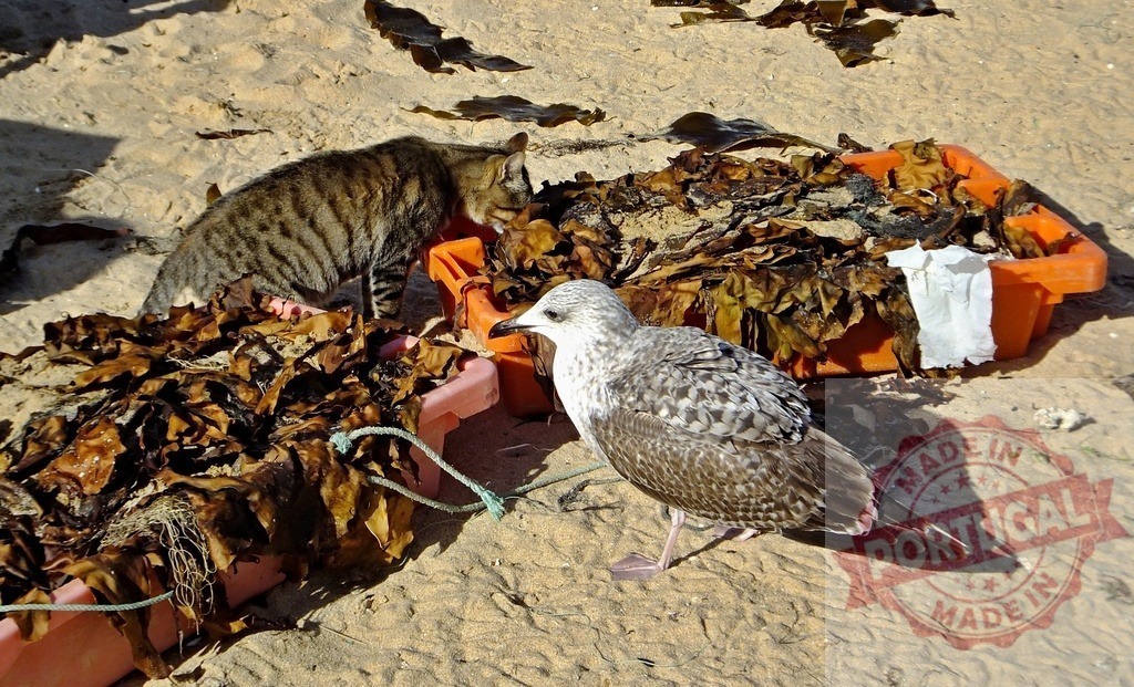 Cat and seagull scavenging for food on beach | Cat and seagull searching for food with seaweed in discarded containers on sand - Realized with Pictrs.com