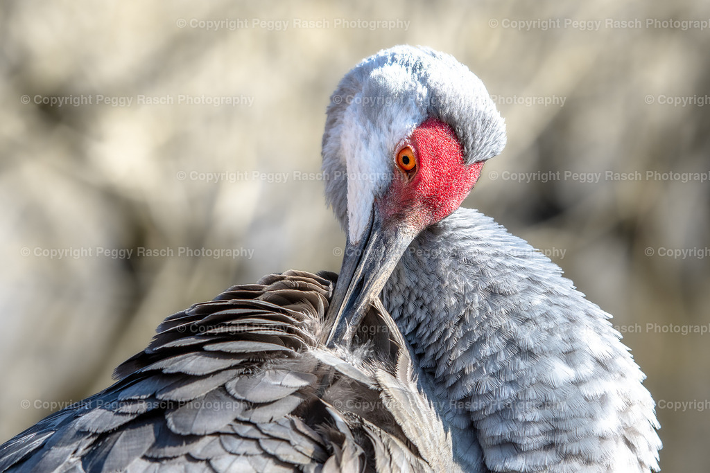 Vogelpark Niendorf (20) | PeggyRaschPhotography - Realisiert mit Pictrs.com