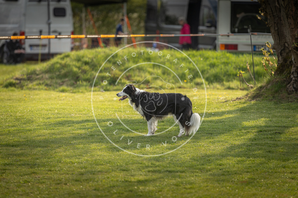 Pfotenfotografie_DV3A4751 | Hundefotografie, Tierfotograf, Pfotenfotografie, Fotoshooting Hund, Hunde Portrait, Hundesport, Hundeportraits, Heideshooting, Hunde, Sportfotograf, Hundefotograf, Turnierhundsport, THS,  - Realisiert mit Pictrs.com