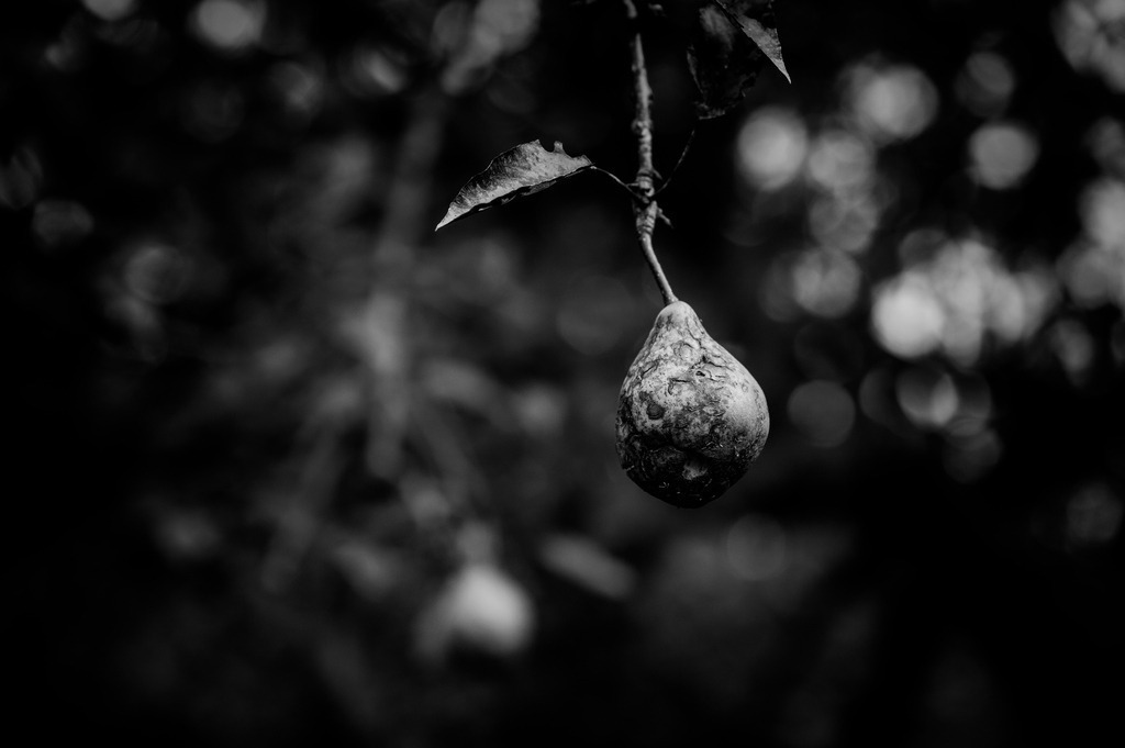 2024_09_21_HASELDORF-HAFEN+OBSTGARTEN_MCP2393 sw2 | Hochwertig gedruckte Fotografien für die Wand, als Kalender und zum Verschenken. Hamburg & Norddeutschland und überall wo ich mit der Kamera unterwegs war.