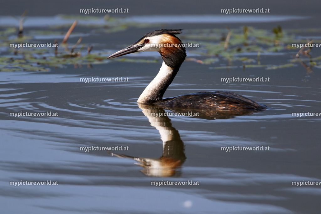 Haubentaucher-100 | Das Bilderarchiv über Tiere, Planzen und Landschaften. In der Bilddatenbank finden Sie ein große Auswahl an hochwertigen Bilder für Ihre Werbung - Realisiert mit Pictrs.com