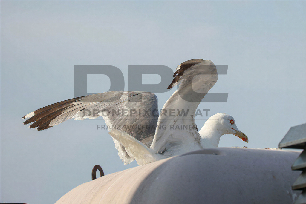 Yellow-legged Gull (Larus michahellis) | Yellow-legged Gull (Larus michahellis), a large gull species commonly found along Mediterranean coasts, rocky shorelines, harbours and coastal areas. - Realisiert mit Pictrs.com