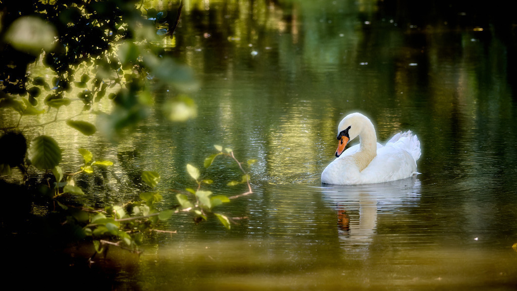 Schwan | kleinen-fotografie