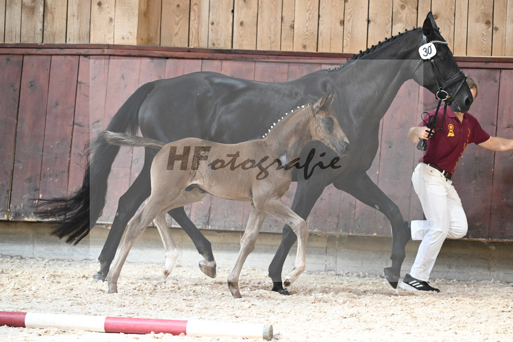 Kat-Nr. 30 HF Decurio x Florestano_Wallner_32240586 | hf-fotografie - Realisiert mit Pictrs.com