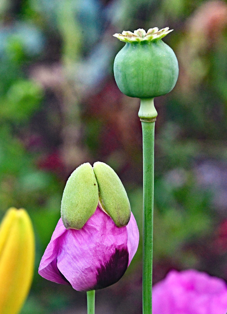Schlafmohn06h | lucisnaturbilder - Realisiert mit Pictrs.com