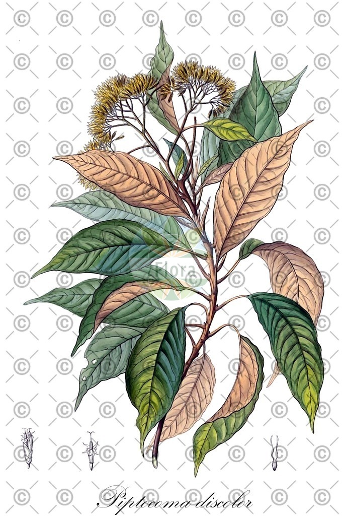 HistAbb_wfo-0000273918_1_ENZY_Simple | Historische Abbildung von Piptocoma discolor - Asteraceae | Historical Illustration of Piptocoma discolor - Asteraceae