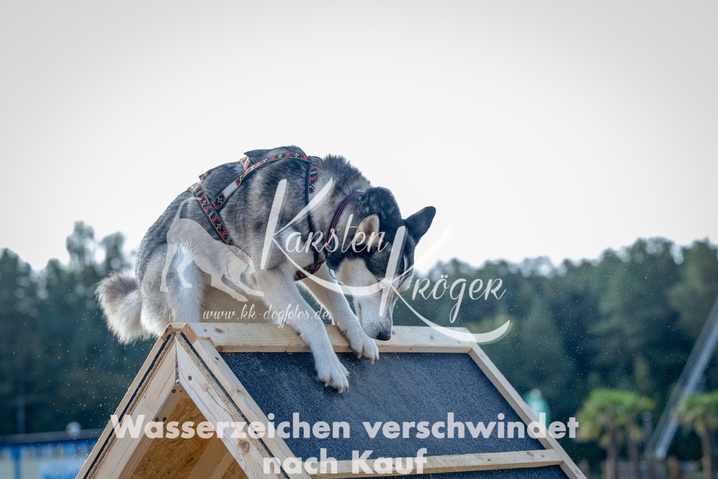 0951_ZZ92920 | kk-dogfotos
