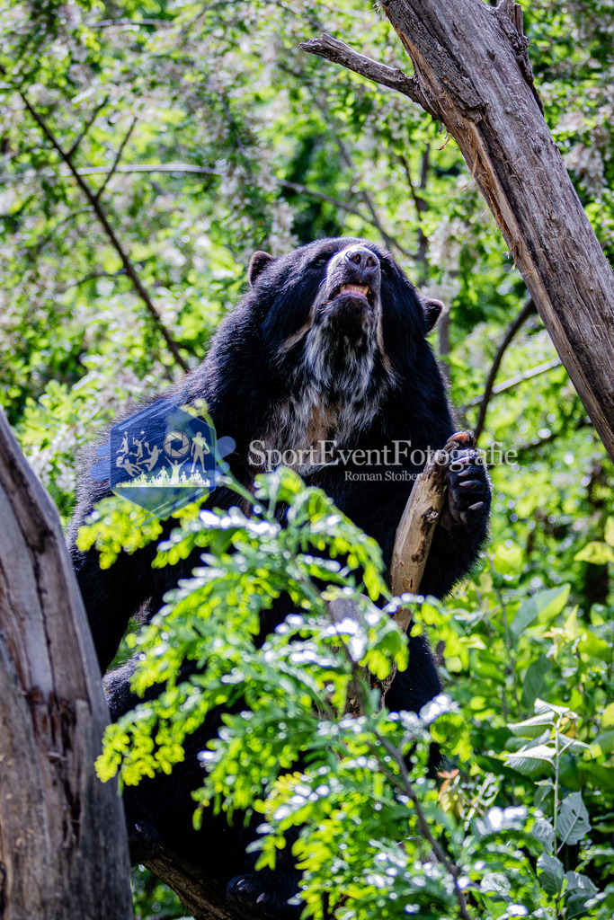 IMG_6382 | SportEventFotografie - Roman Stoiber