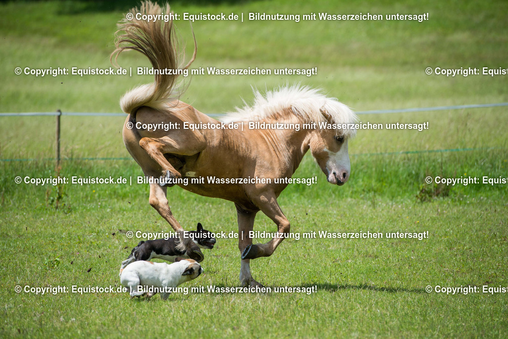 20160620_Isl__nder_auf_Weide_0006 | Foto: Linda Balz