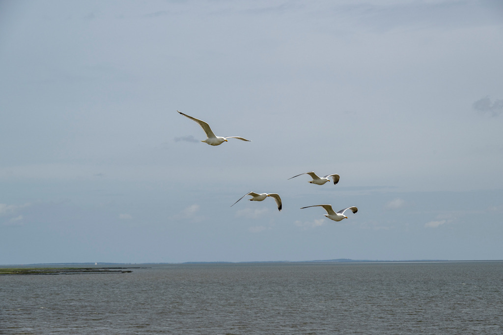 260606_Texel_9635_mr | Entdecke exklusive Fotografie im muebri Shop: Stimmungsvolle Motive  Naturaufnahmen und mehr. Jetzt hochwertige Wandbilder und Fotoabzüge online kaufen! - Realisiert mit Pictrs.com