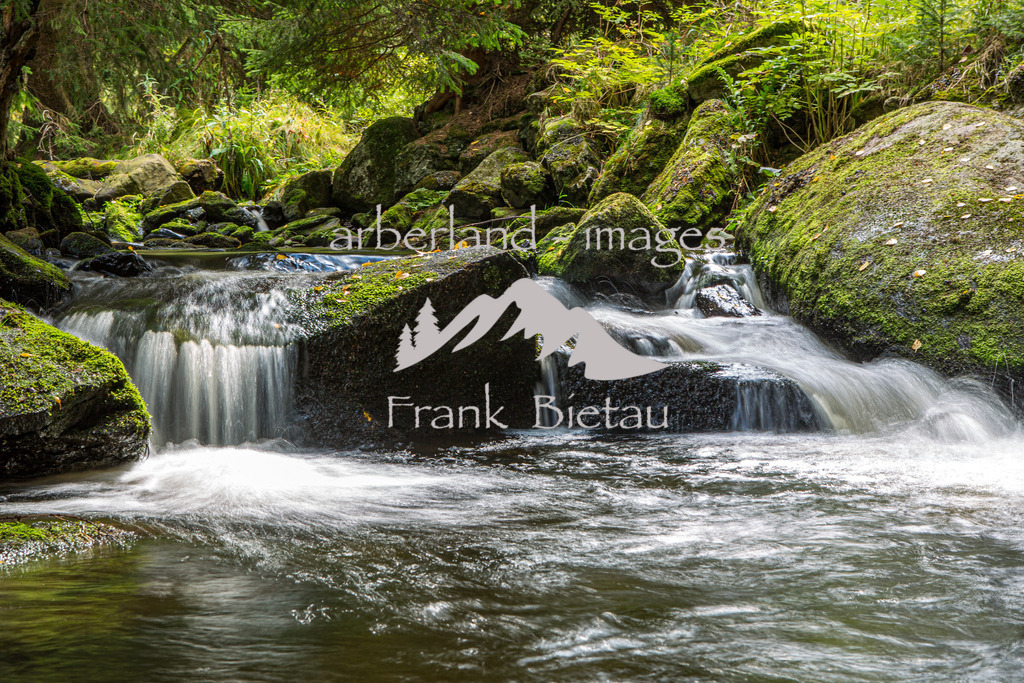 _Z5A1489 | naturbelassener Wasserlauf im Nationalpark
