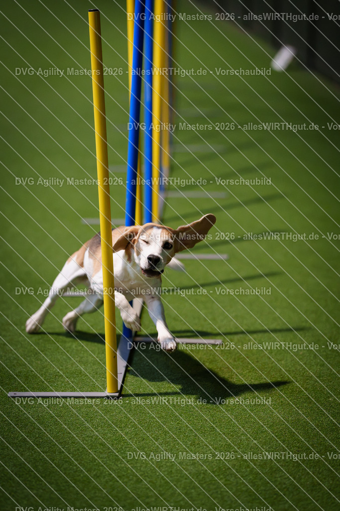 allesWIRTHgut_Tierfotografie-DVG_Agility_Masters_2026-16_47-7R504336 | Professionelle Tierfotografie in Mönchengladbach von Daniel Wirth (allesWIRTHgut). Liebevolle & natürliche Bilder von Hunden & Katzen für unvergessliche Erinnerungen.