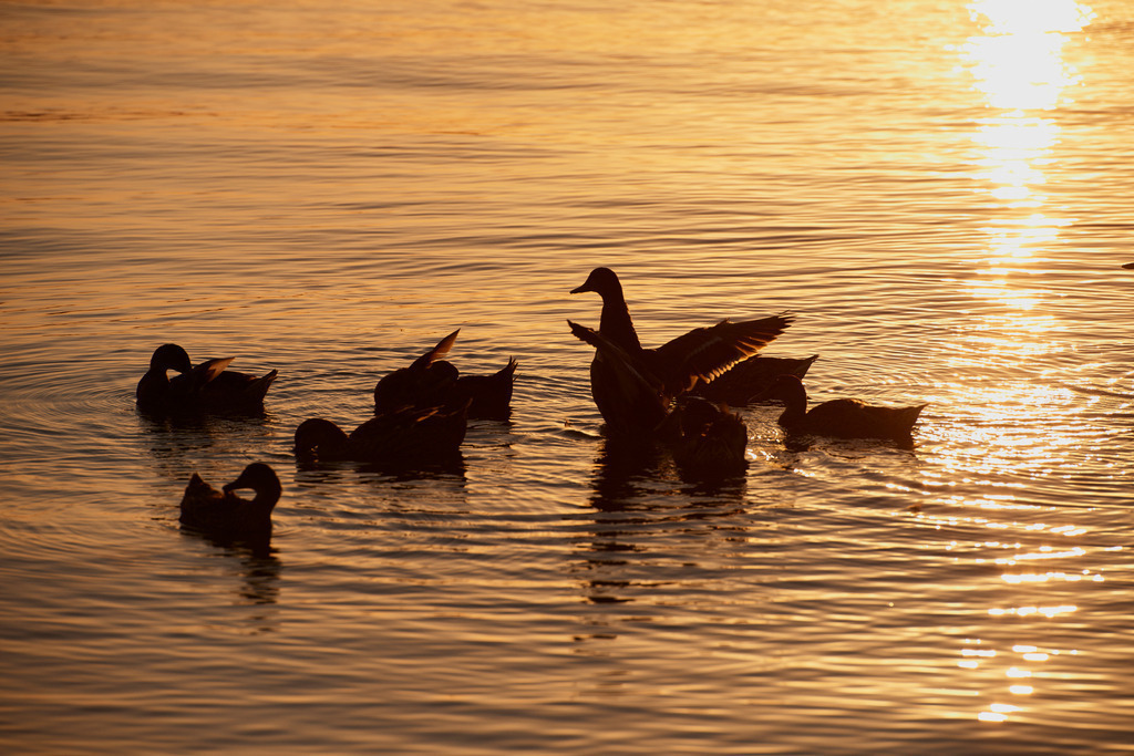 Enten im Abendlicht am Lago Trasimeno | San Feliciano, Italien - August 29, 2016: Enten im Abendlicht am Lago Trasimeno. - Realisiert mit Pictrs.com