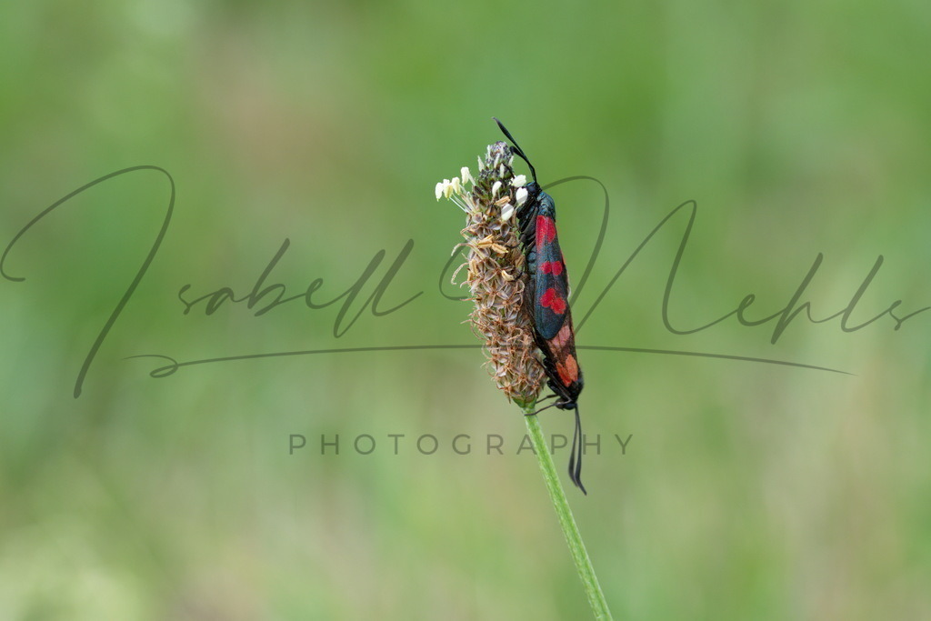 050_Schmetterling | i-n-photography - Realisiert mit Pictrs.com