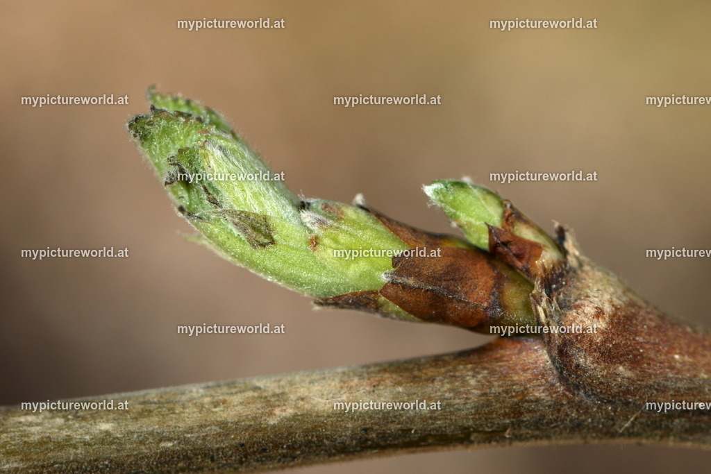 Gemeine Himbeere-001 | Das Bilderarchiv über Tiere, Planzen und Landschaften. In der Bilddatenbank finden Sie ein große Auswahl an hochwertigen Bilder für Ihre Werbung - Realisiert mit Pictrs.com